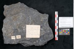 Foto (Objekt + Etikett) von Sigillaria davreuxii Brongniart (NHMW-GEO-2024-0188-11089)